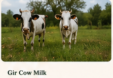 Gir cows for A2 milk